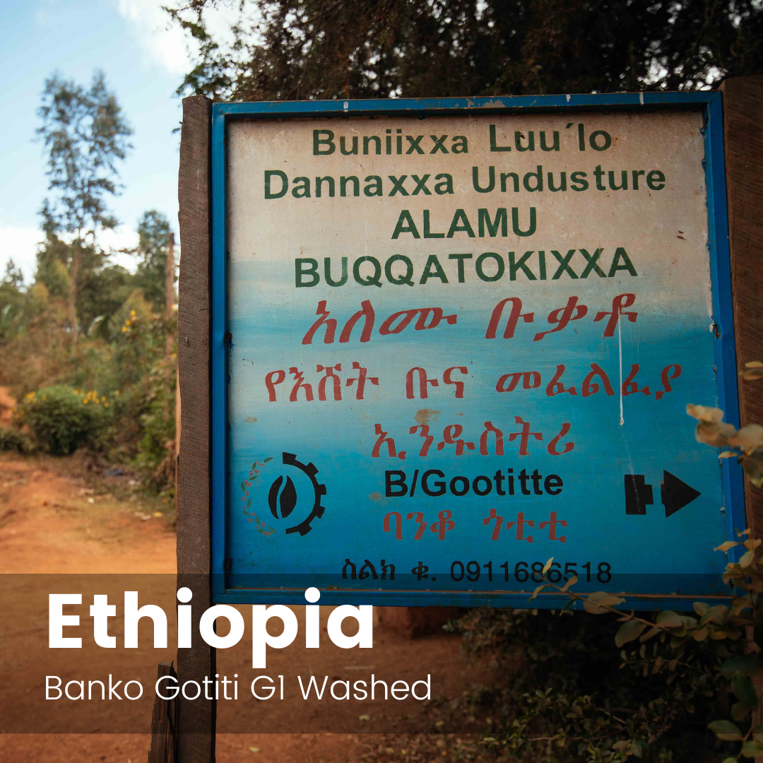 Banko Gotiti Washed G1, Ethiopia