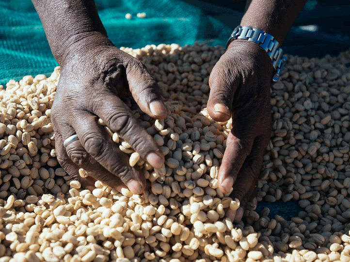 Banko Gotiti Washed G1, Ethiopia